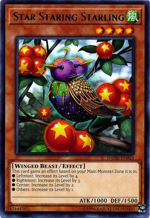 Star Staring Starling DANE-EN024