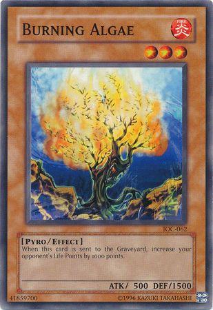 Burning Algae IOC-062