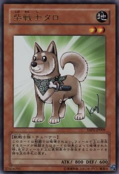 Shiba-Warrior Taro YAP1-JP009
