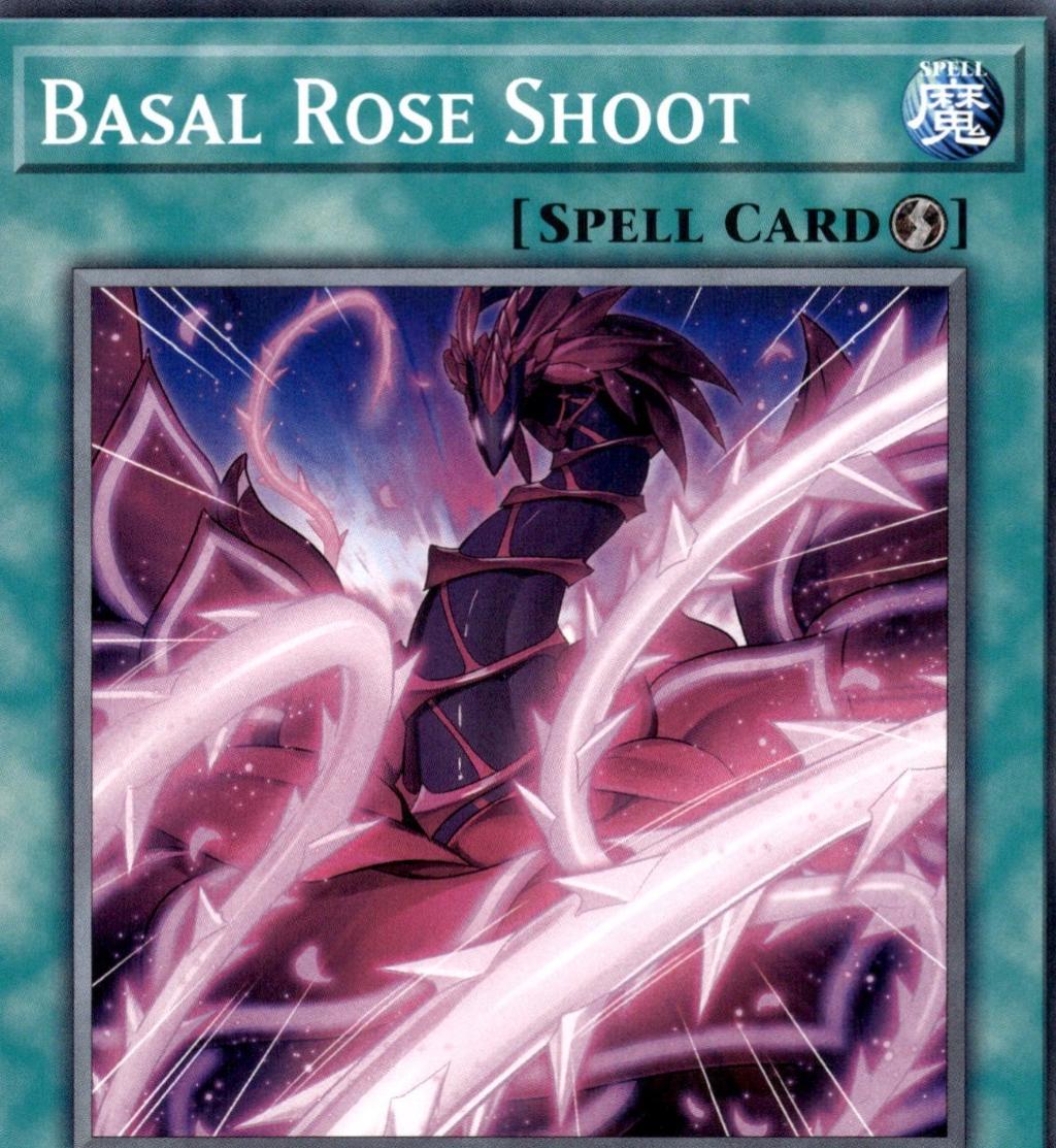 Basal Rose Shoot L5DD-ENA23