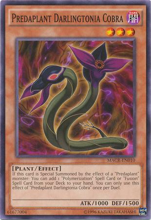 Predaplant Darlingtonia Cobra MACR-EN010