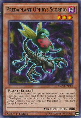 Predaplant Ophrys Scorpio [1st Edition] MACR-EN009