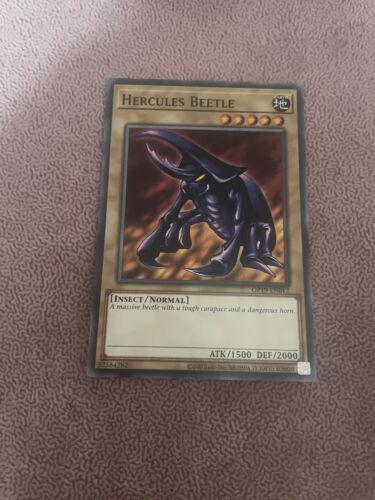 Hercules Beetle OP19-EN012
