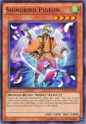 Shinobird Pigeon RATE-EN024