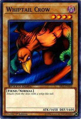 Whiptail Crow SBLS-EN002