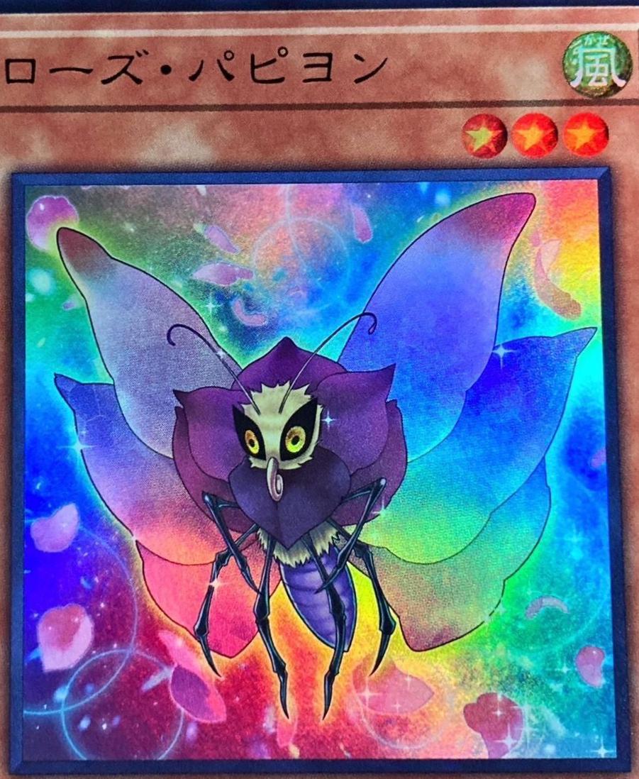 Rose Papillon VJMP-JP233